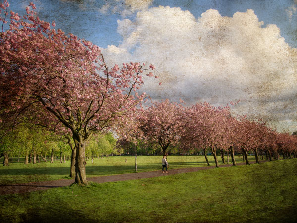 Cherry Blossom in Edinburgh