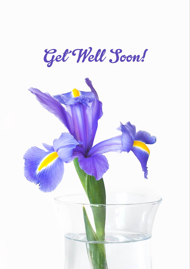 An iris in a glass vase with its petals outstretched in an embrace, with text 'Get Well Soon'