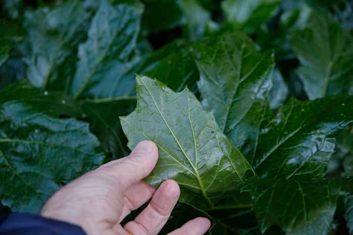 An acanthus leaf bent over to show how rigid or otherwise it is.