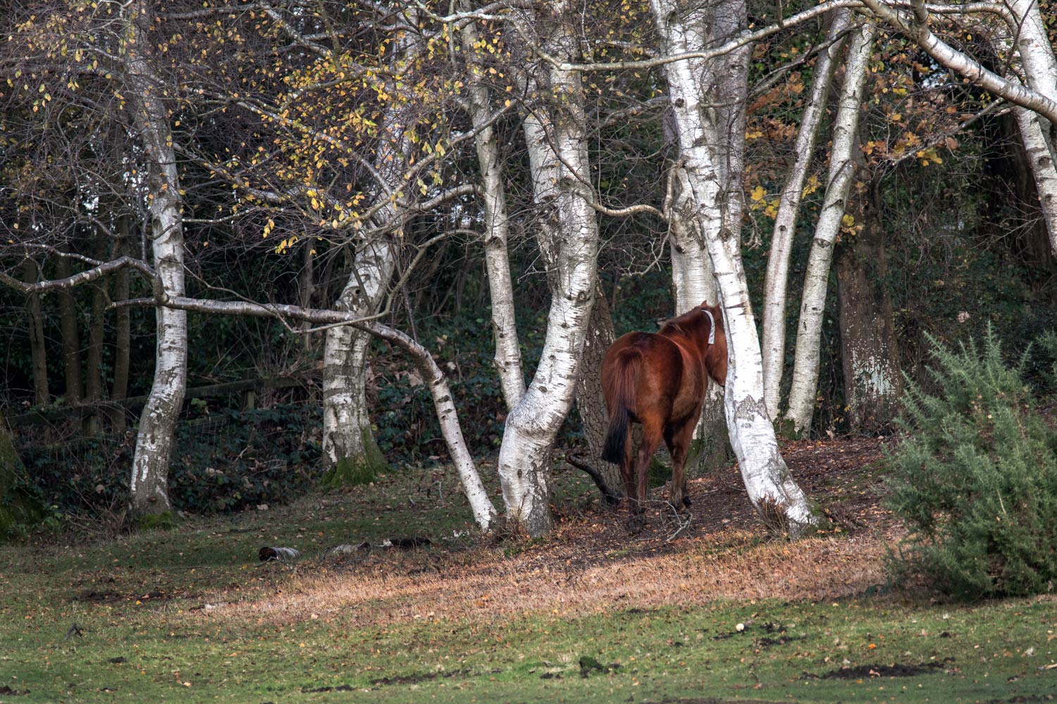 New Forest pony walking between Silver Birch trees 