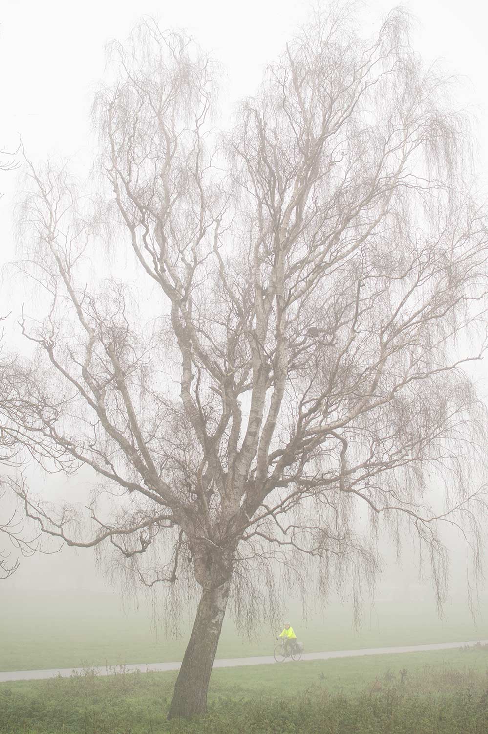 birch tree in mist on Midsummer Common, Cambridge, with cyclist in yellow top passing by.