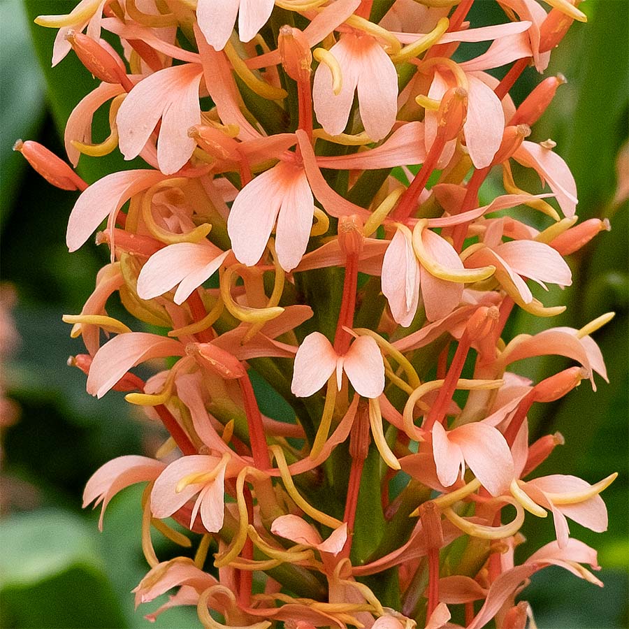 Hedychium species - flower and leaves butterfly ginger lily