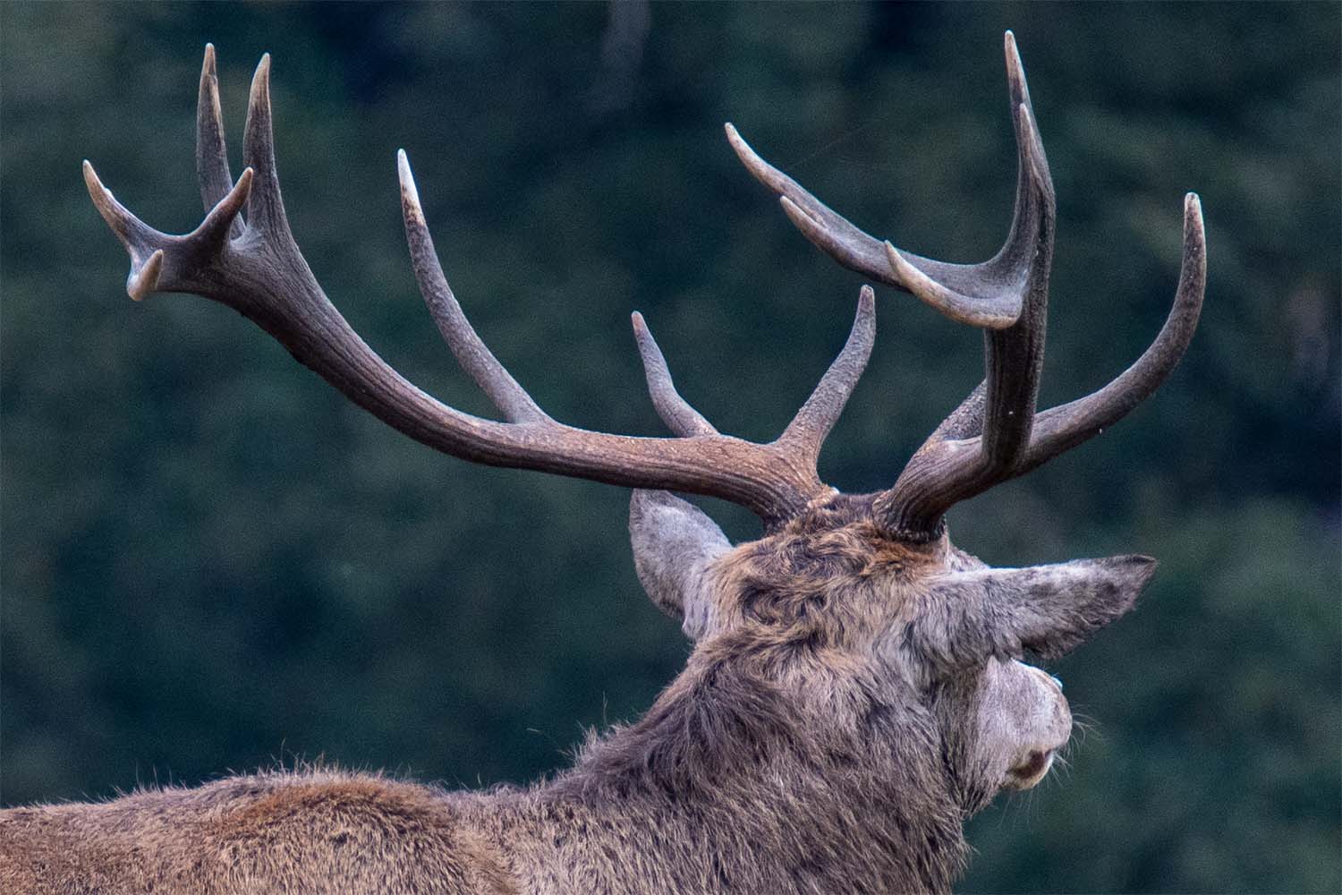 Close up of Red deer in Richmond Park
