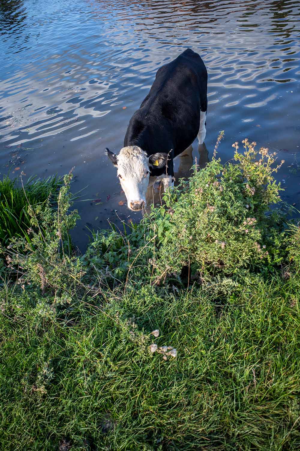 cow knee deep in the River Cam near Cambridge