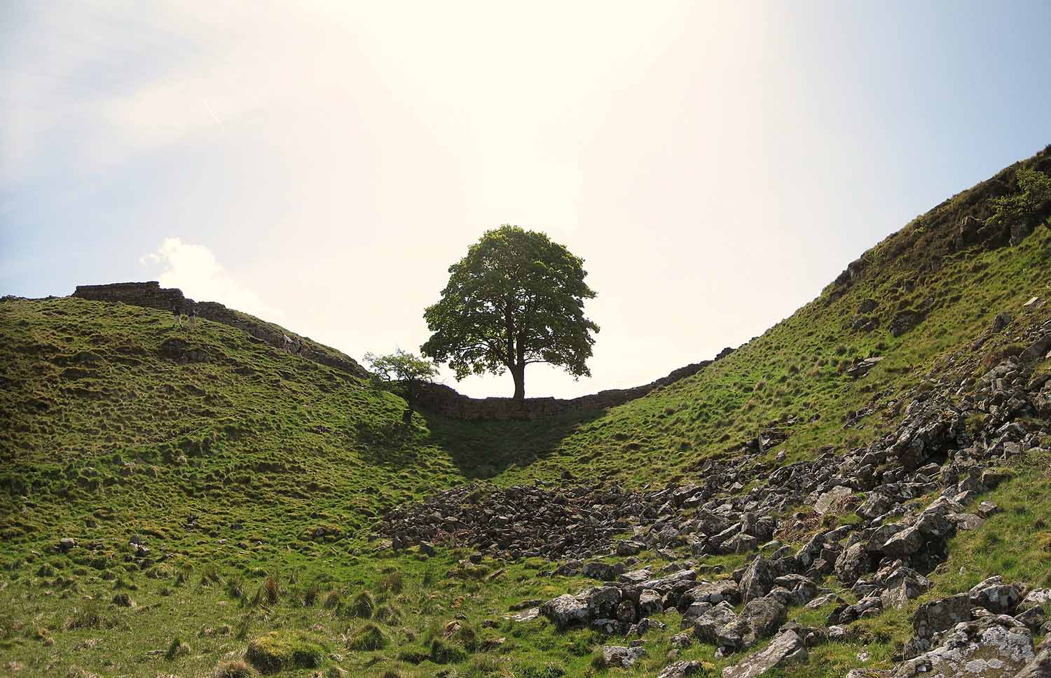Tree at Sycamore Gap on Hadrian's Wall by Johnnie Shannon, CC BY 2.0, via Wikimedia Commons